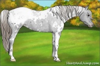 Horse Color:White Spotted Smoky Black Snowcap