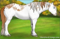 Horse Color:White Spotted Chestnut Splash 