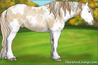 Horse Color:White Spotted Red Dun Pearl Splash Rabicano