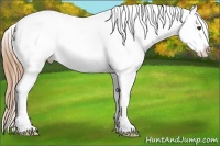 Horse Color:White Spotted Red Dun Splash Appaloosa Rabicano