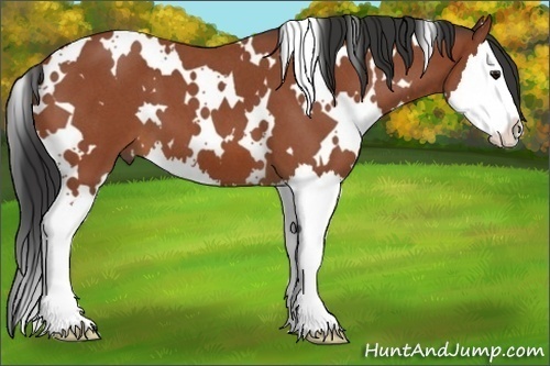 Horse Color:White Spotted Bay Roan Splash