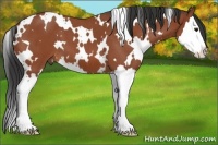 Horse Color:White Spotted Bay Roan Splash