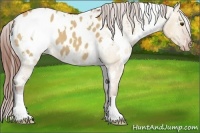 Horse Color:White Spotted Bay Dun Appaloosa 