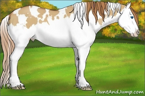 Horse Color:White Spotted Red Dun Splash
