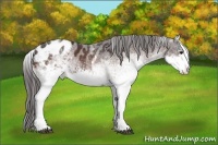 Horse Color:White Spotted Bay Appaloosa