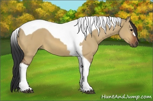 Horse Color:Bay Dun Tobiano