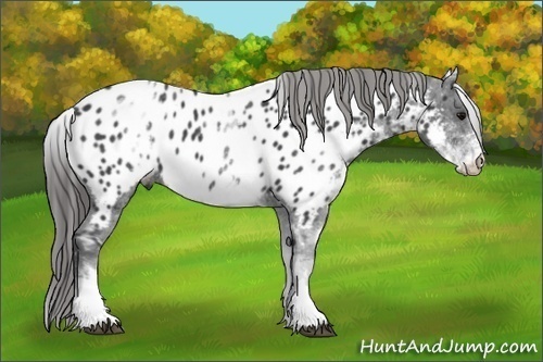 Horse Color:White Spotted Black Appaloosa 