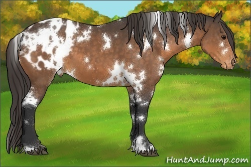 Horse Color:White Spotted Buckskin Appaloosa 
