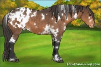 Horse Color:White Spotted Buckskin Appaloosa 