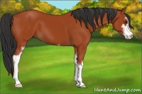 Horse Color:Bay Sabino