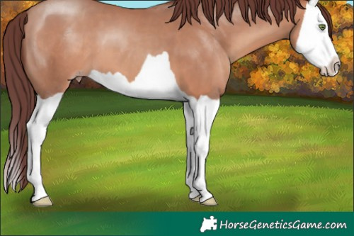 Horse Color:Chocolate Sable Champagne Splash 