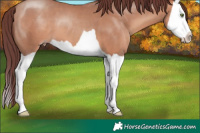 Horse Color:Chocolate Sable Champagne Splash