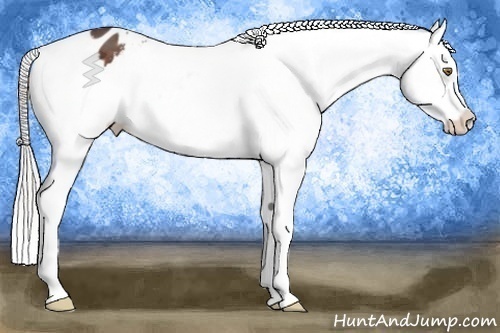 Horse Color:White Spotted Silver Bay Appaloosa 