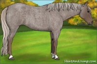 Horse Color:Silver Blue Roan 