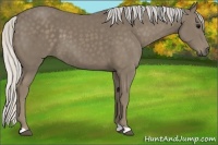 Horse Color:Silver Smoky Black 