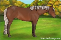 Horse Color:Silver Bay 