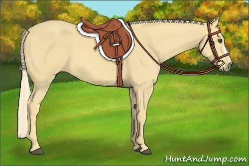 Horse Color:Palomino 