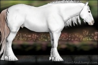 Horse Color:White Spotted Classic Champagne Onyx Appaloosa Rabicano