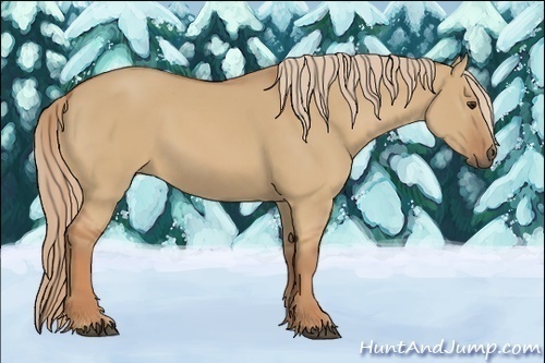 Horse Color:Red Dun 