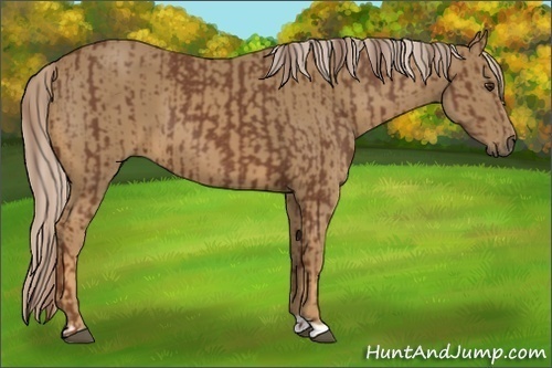 Horse Color:Chestnut and Palomino