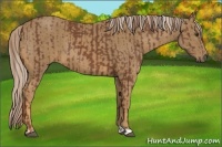 Horse Color:Chestnut and Palomino