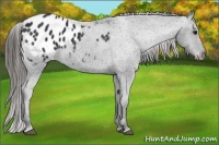 Horse Color:Black Appaloosa 