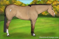 Horse Color:Bay Dun Sabino Rabicano
