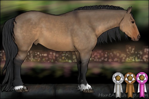 Horse Color:Brown Dun 