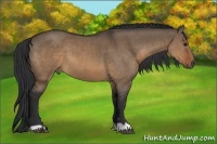 Horse Color:Brown Dun