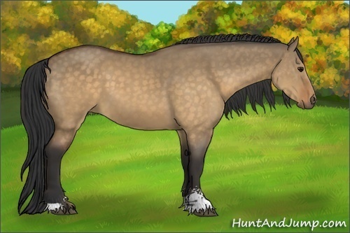 Horse Color:Buckskin Dun Sabino 
