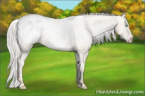 Horse Color:Silver Buckskin Pearl Sabino Varnish Rabicano