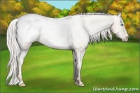 Horse Color:Silver Buckskin Pearl Sabino Varnish Rabicano 
