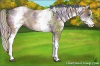 Horse Color:Nacre White Spotted Chocolate Palomino 