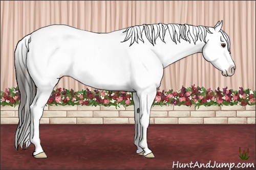 Horse Color:White Spotted Liver Chestnut Appaloosa 