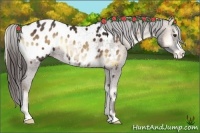 Horse Color:Liver Red Onyx Appaloosa 