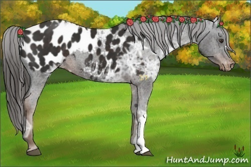 Horse Color:Liver Chestnut Ice Appaloosa 
