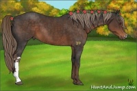 Horse Color:Liver Chestnut 