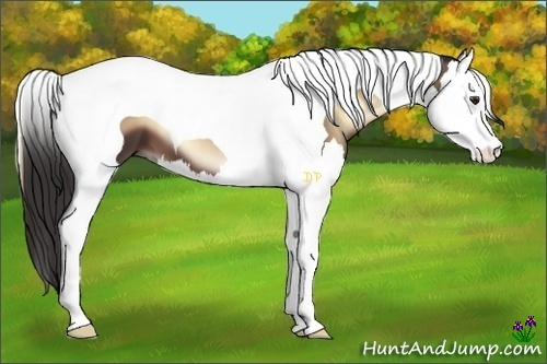 Horse Color:Liver Red Onyx Splash Tobiano 