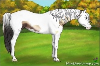 Horse Color:Liver Red Onyx Splash Tobiano