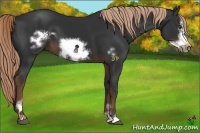 Horse Color:Liver Chestnut Sabino Frame 