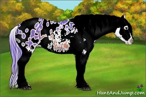 Horse Color:Watercolor Bay Roan Tobiano Appaloosa 