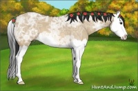 Horse Color:Bay Ice Dun Splash 
