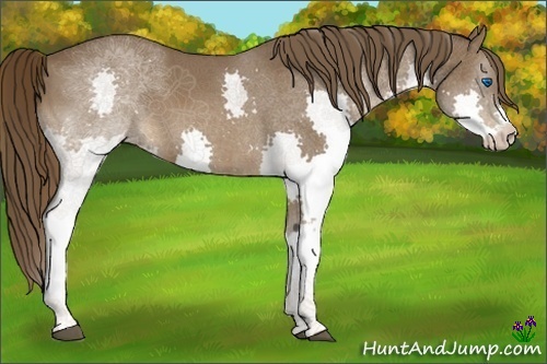 Horse Color:Liver Chestnut Splash 