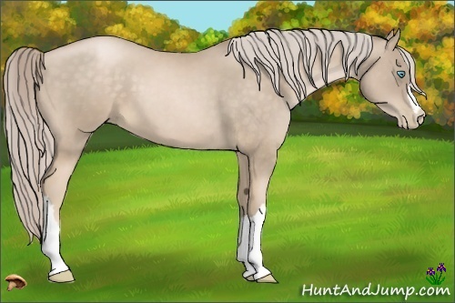 Horse Color:Chocolate Palomino Pearl 