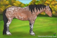 Horse Color:Bay Ice