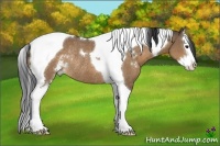 Horse Color:Bay Dun Sabino Splash Tobiano Rabicano