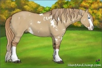 Horse Color:White Spotted Red Dun Splash Rabicano