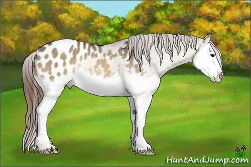 Horse Color:Bay Dun Sabino Splash Appaloosa Rabicano 