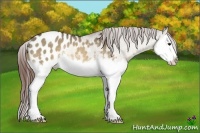 Horse Color:Bay Dun Sabino Splash Appaloosa Rabicano
