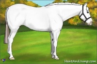 Horse Color:Bay Frame Appaloosa 